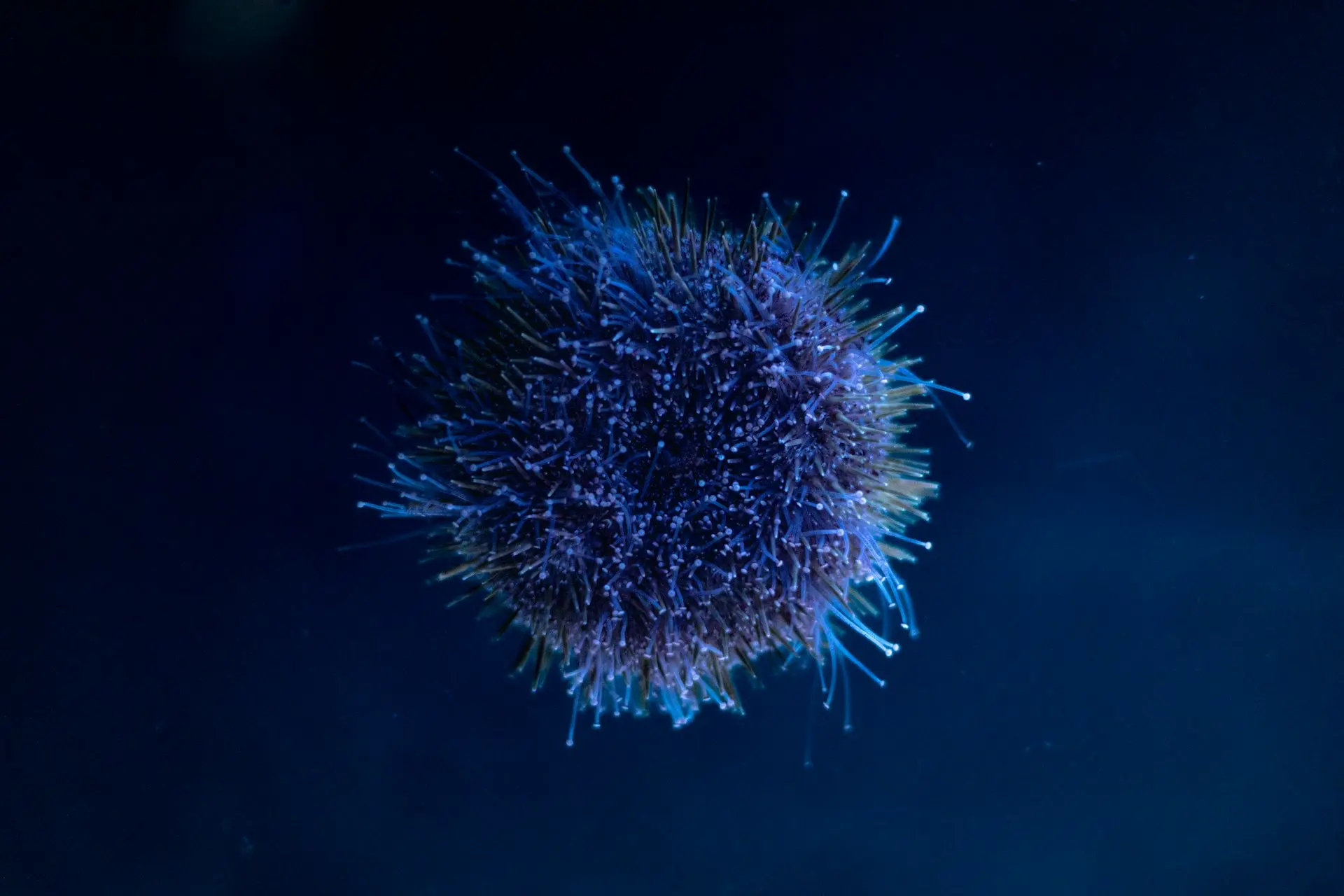 A blue, spiky sea creature floats in darkness.