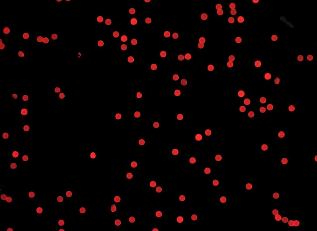 Red Fluorescent Particles, 50-60 um-SA
